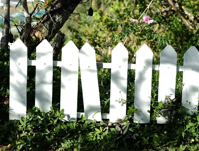 A white picket fence with ivy and a flowering shrub growing through it